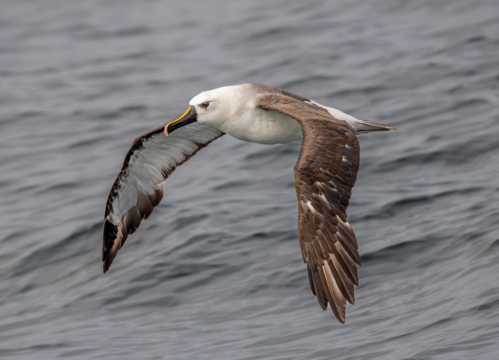 Atlantic Yellow-nosed Albatross - ML620892088