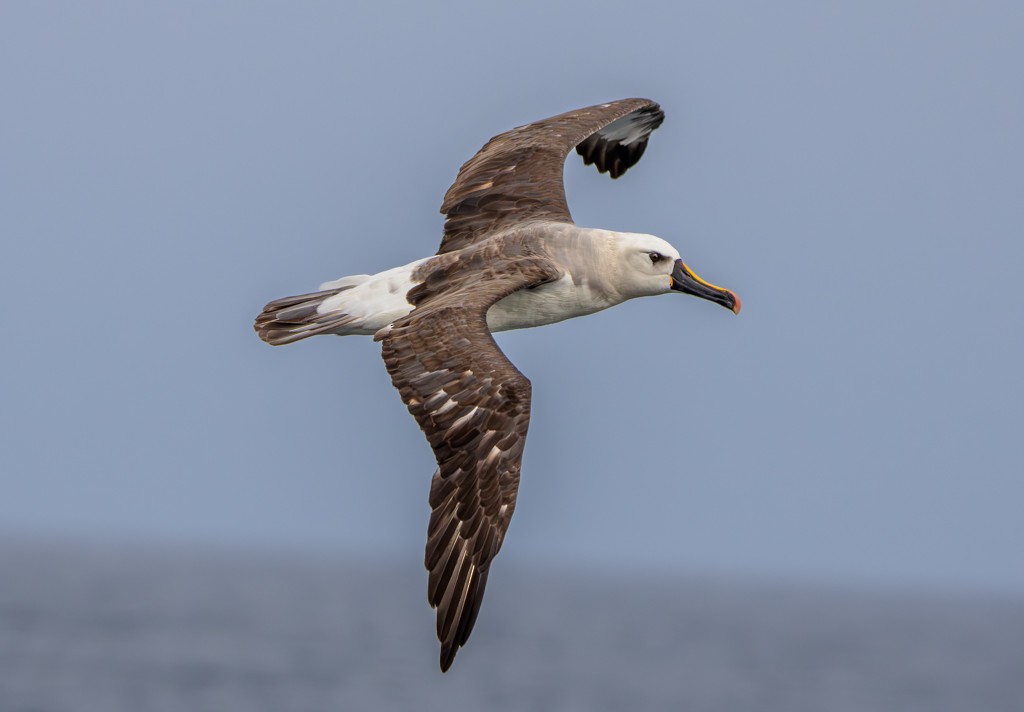 Atlantik Sarı Gagalı Albatrosu - ML620892099