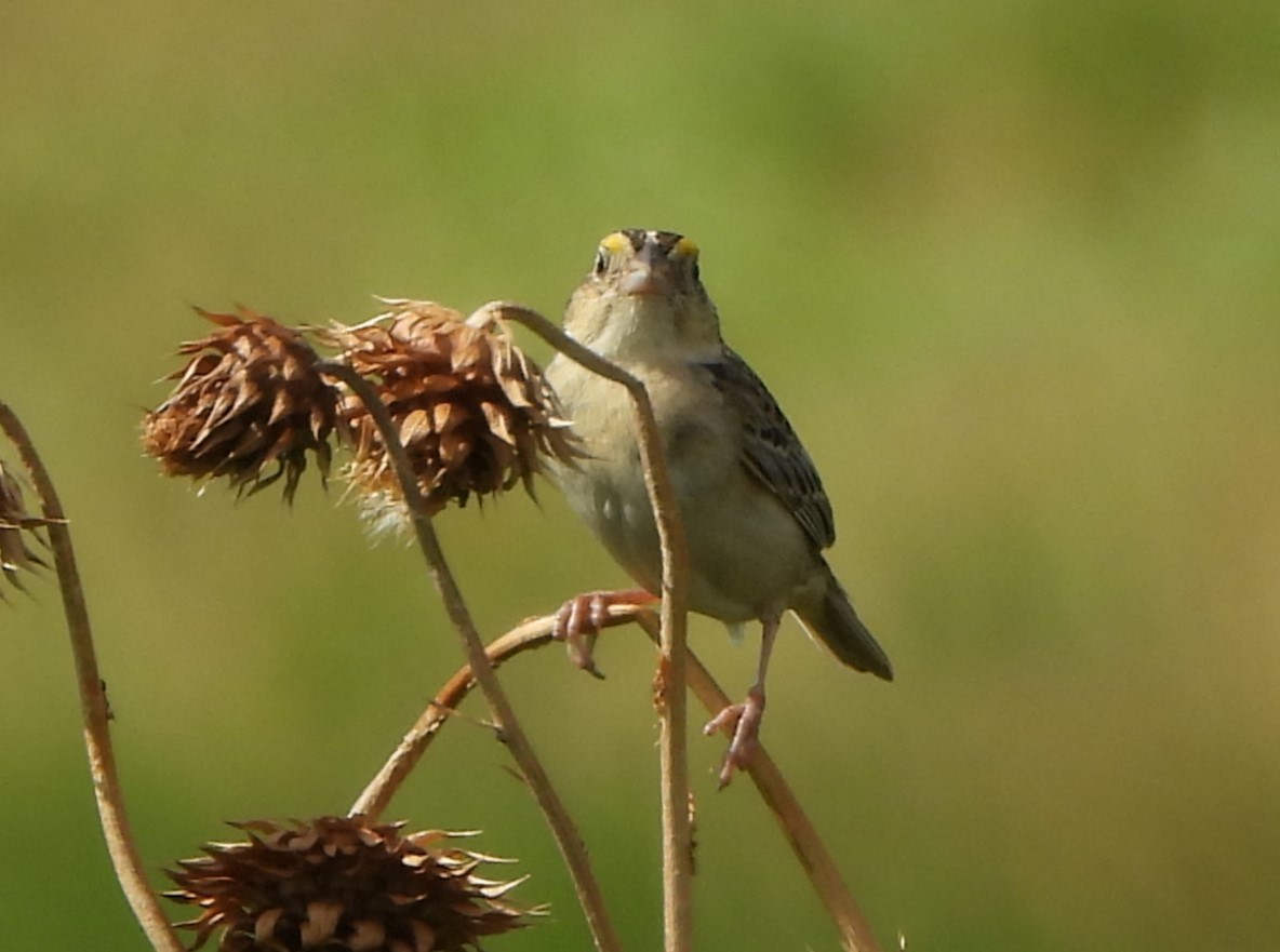 Grasshopper Sparrow - ML620892104