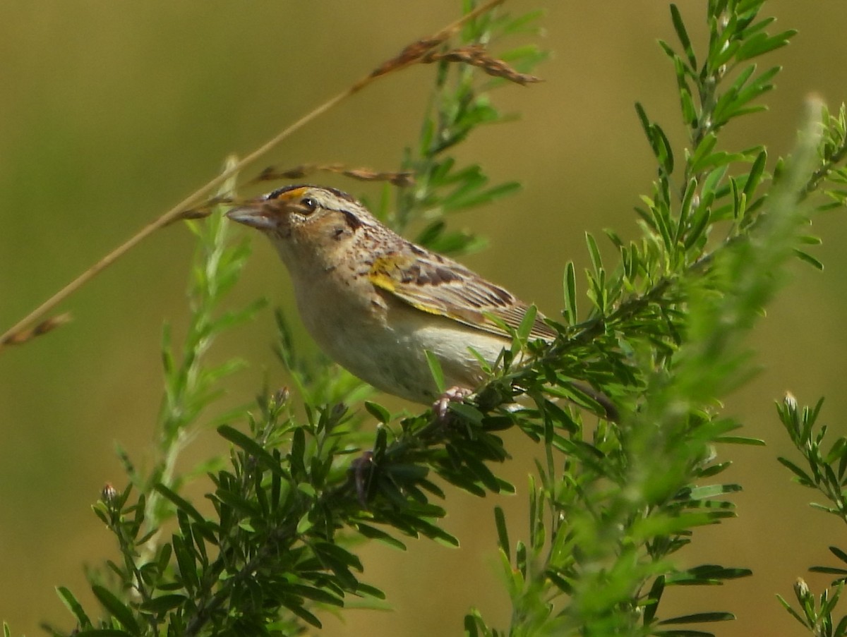 Grasshopper Sparrow - ML620892106