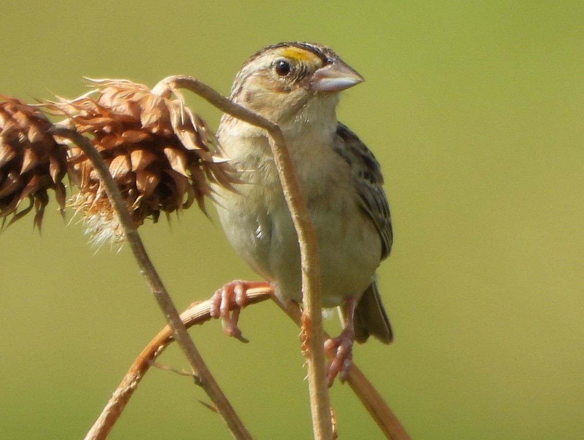 Grasshopper Sparrow - Pete Huffer