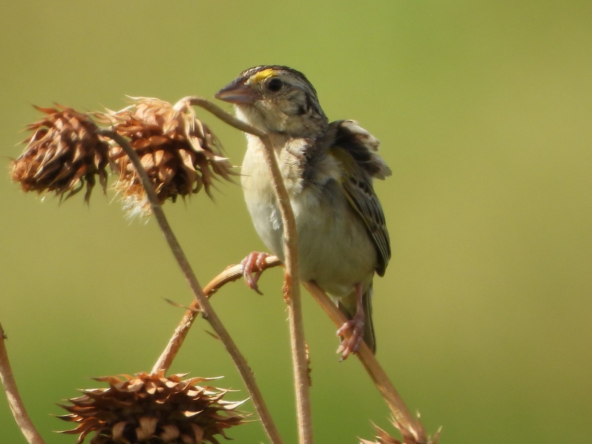 Grasshopper Sparrow - ML620892108
