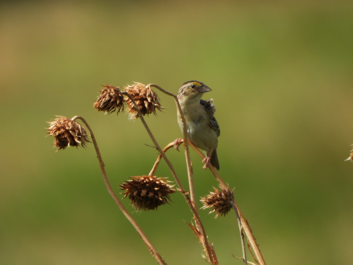 Grasshopper Sparrow - ML620892109
