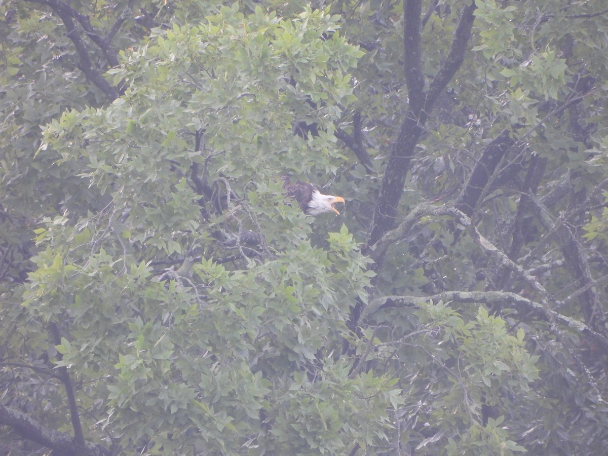 Bald Eagle - ML620892143