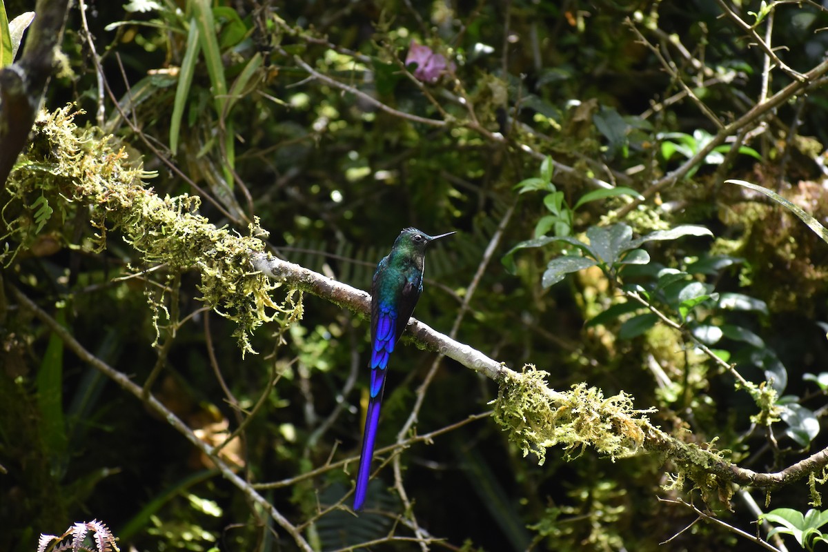 Violet-tailed Sylph - ML620892144