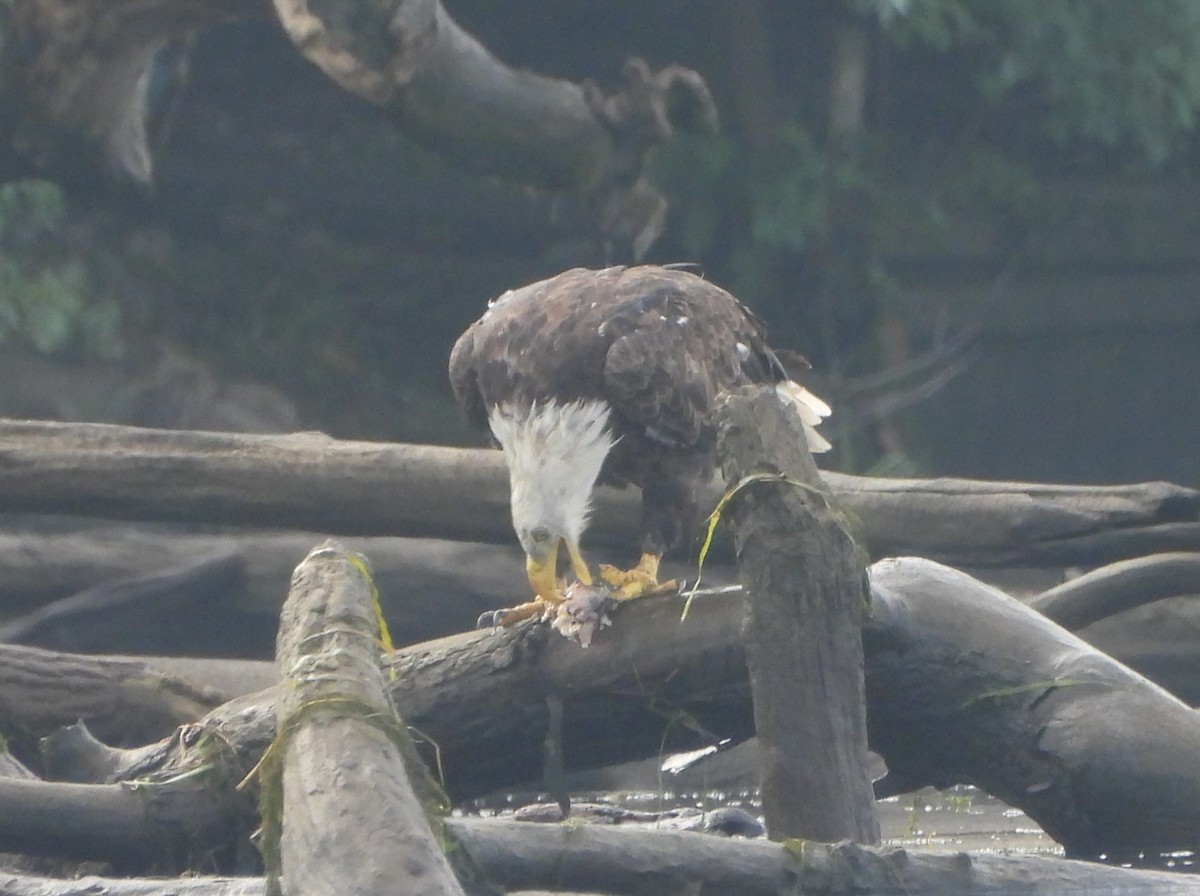 Bald Eagle - ML620892148