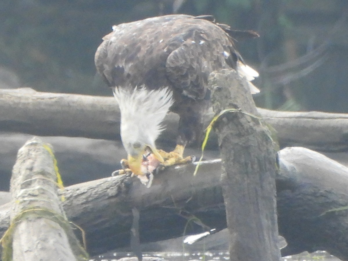 Bald Eagle - ML620892149