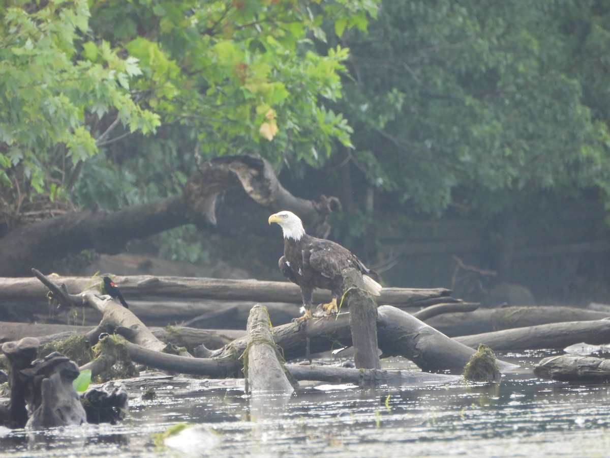 Bald Eagle - ML620892150