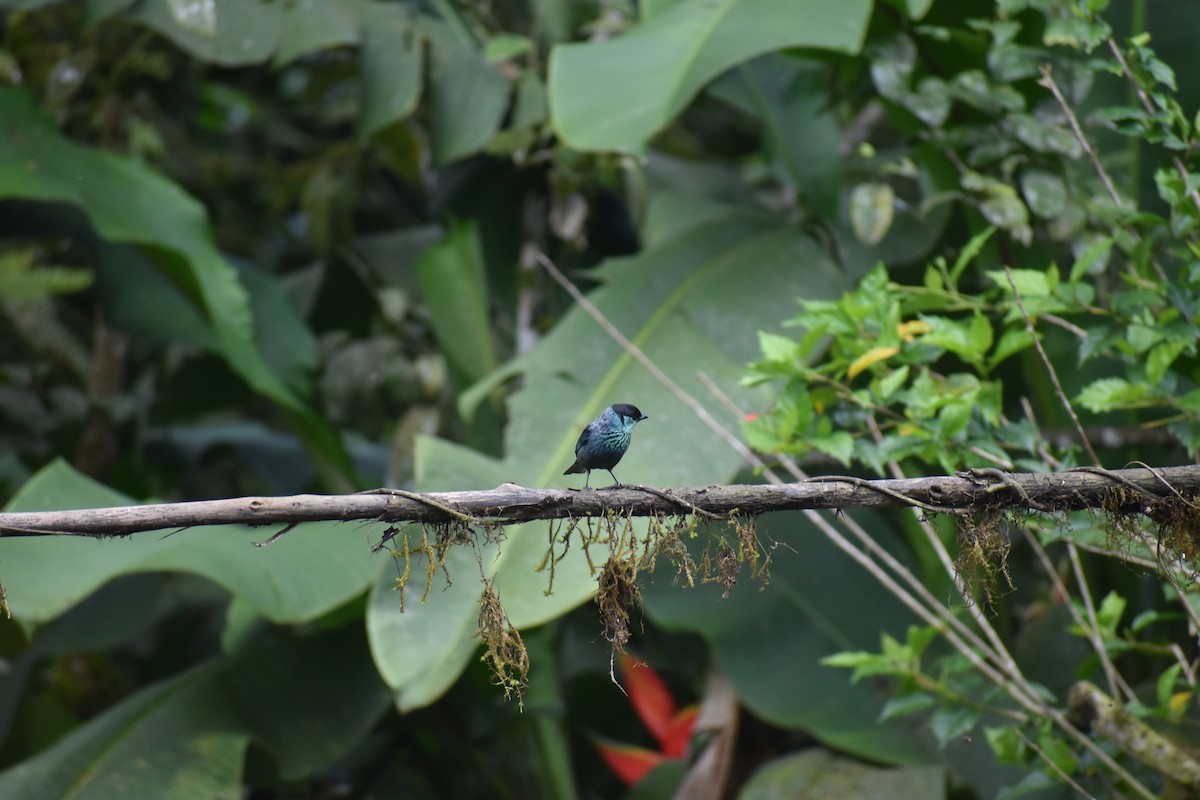 Black-capped Tanager - ML620892151