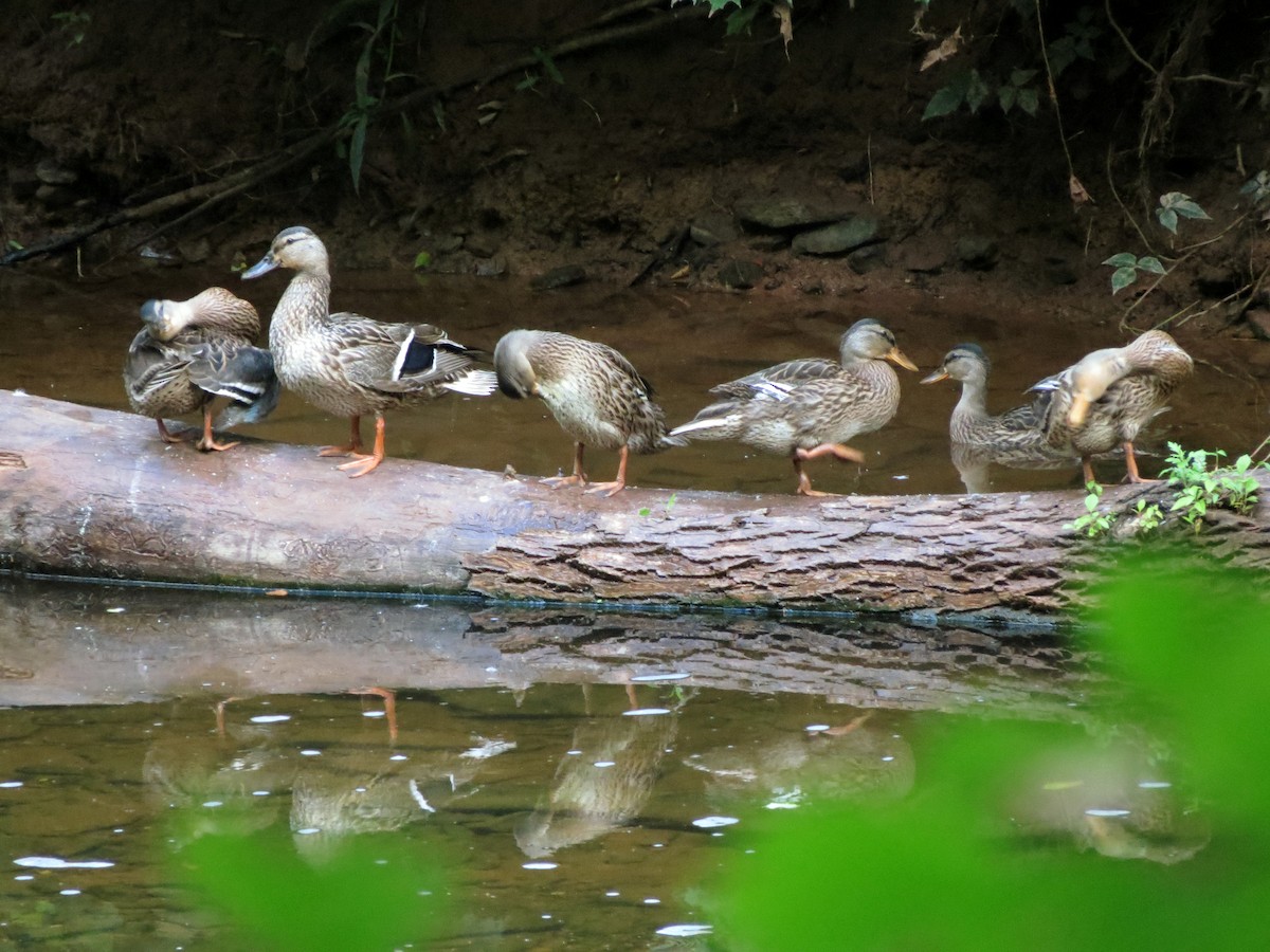 Canard colvert - ML620892155