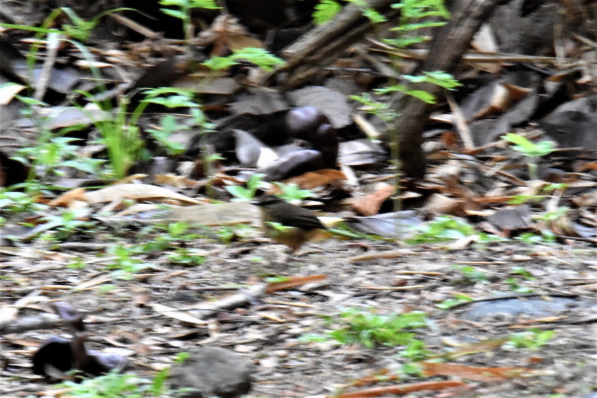 Buff-rumped Warbler - ML620892166