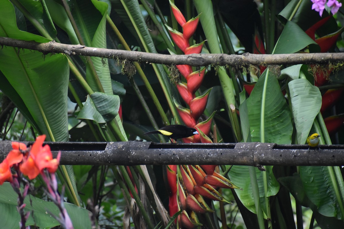 Flame-rumped Tanager - ML620892174