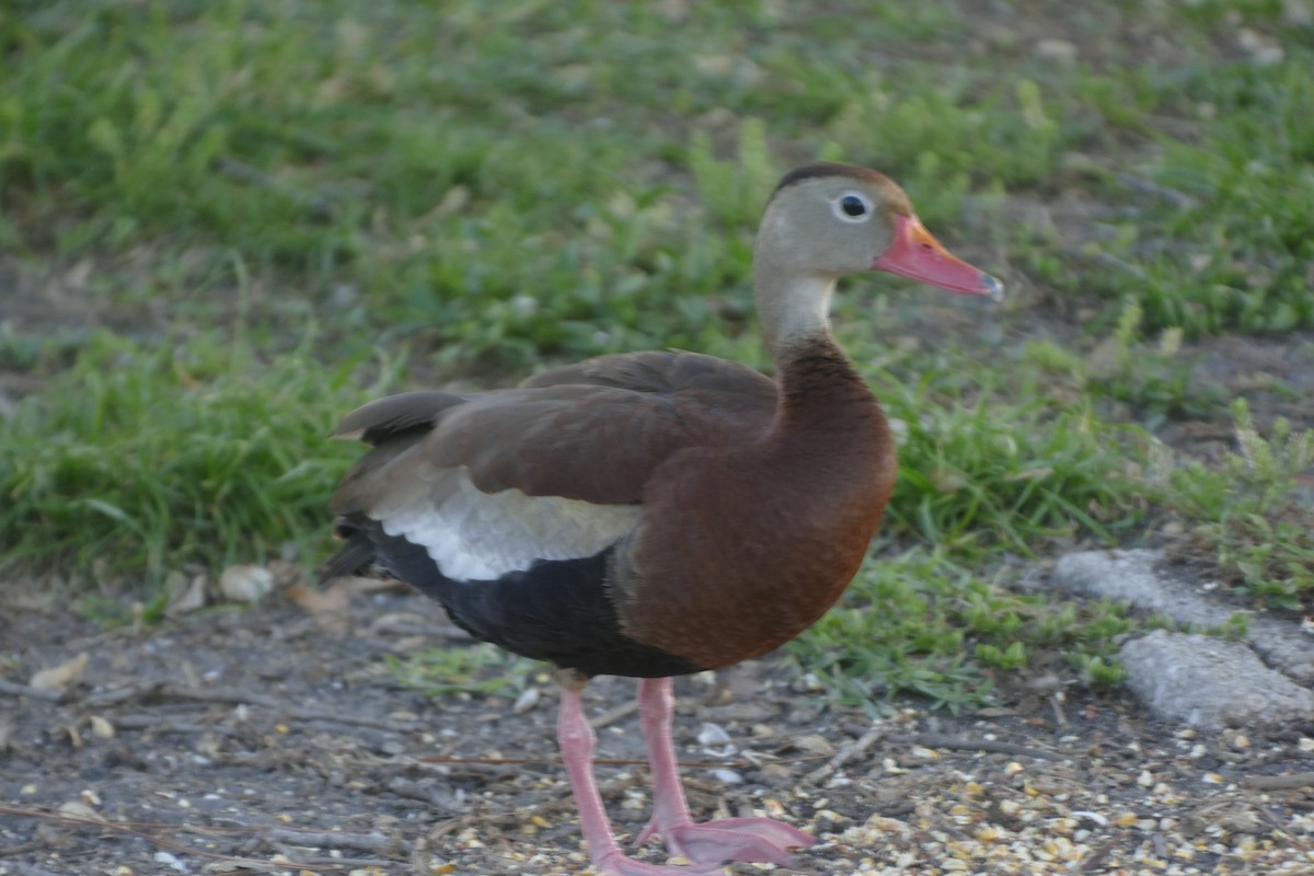 Black-bellied Whistling-Duck - Ron Smith