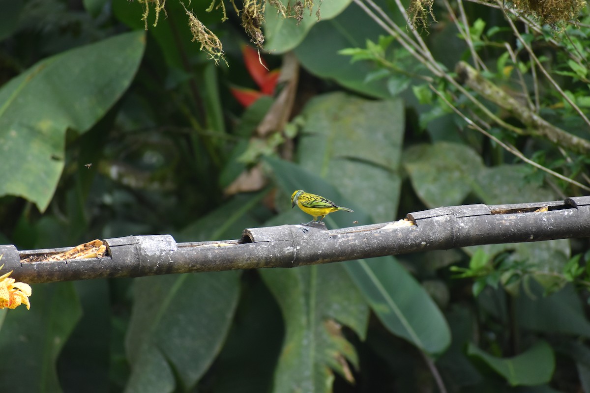 Silver-throated Tanager - ML620892191