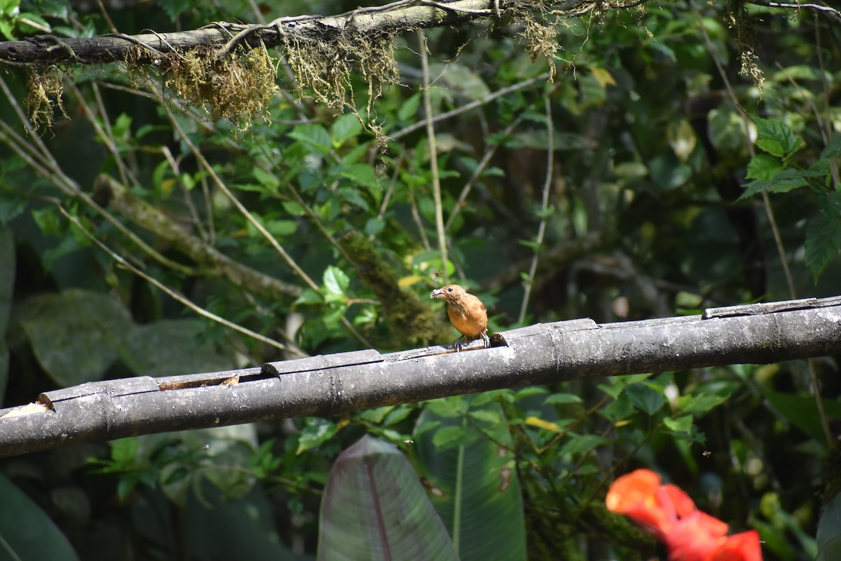 White-lined Tanager - Joseph Trezza