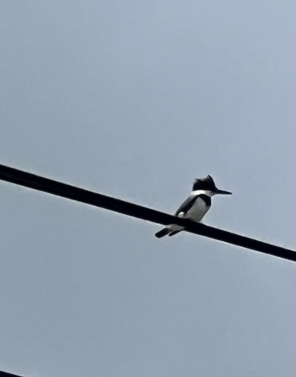 Belted Kingfisher - ML620892202