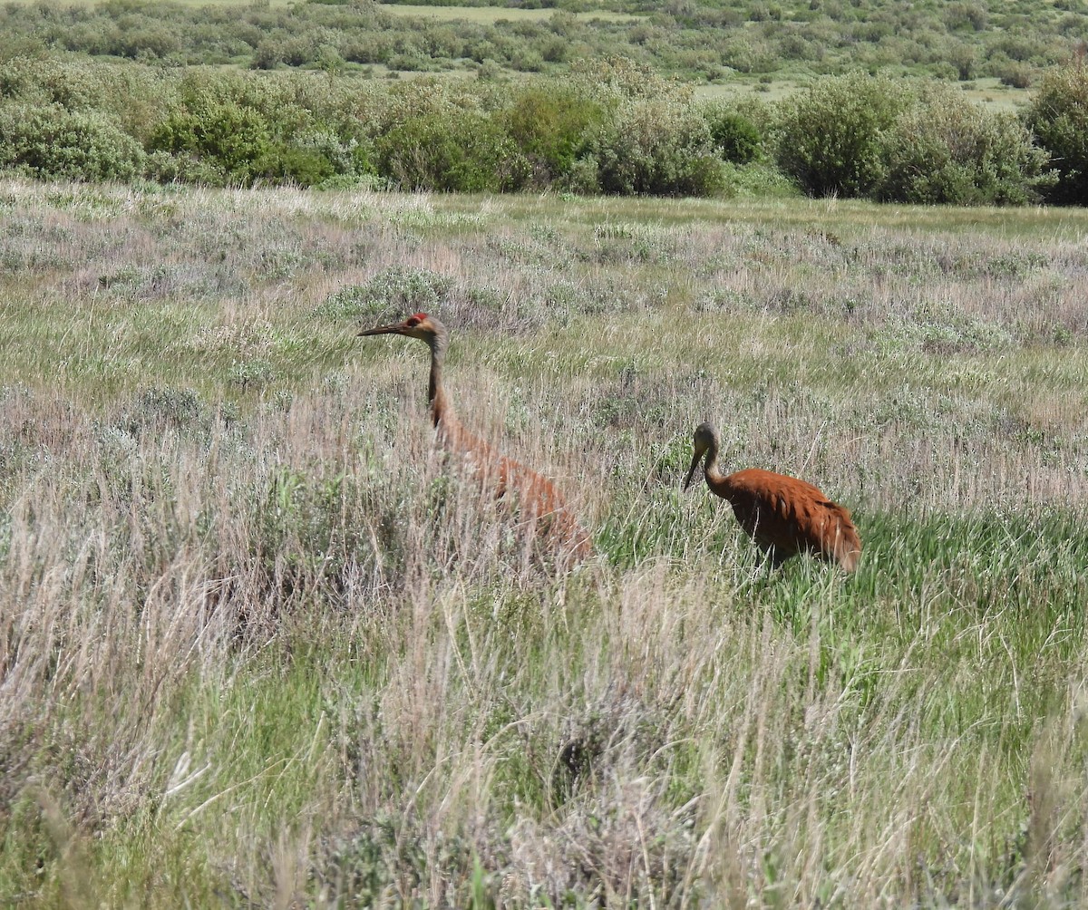 Sandhill Crane - ML620892206