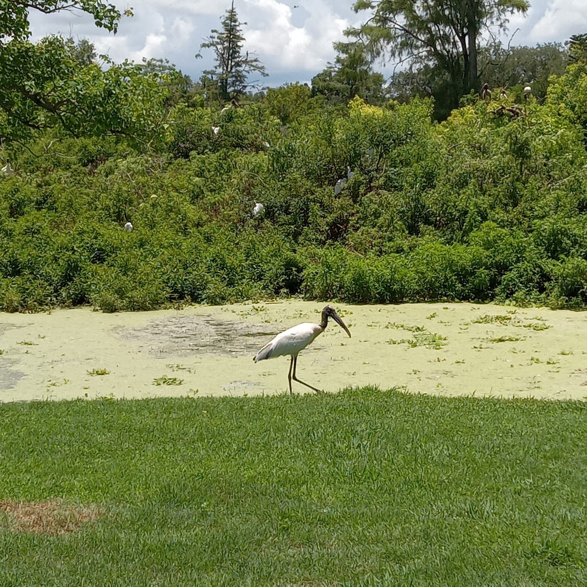 Wood Stork - ML620892214