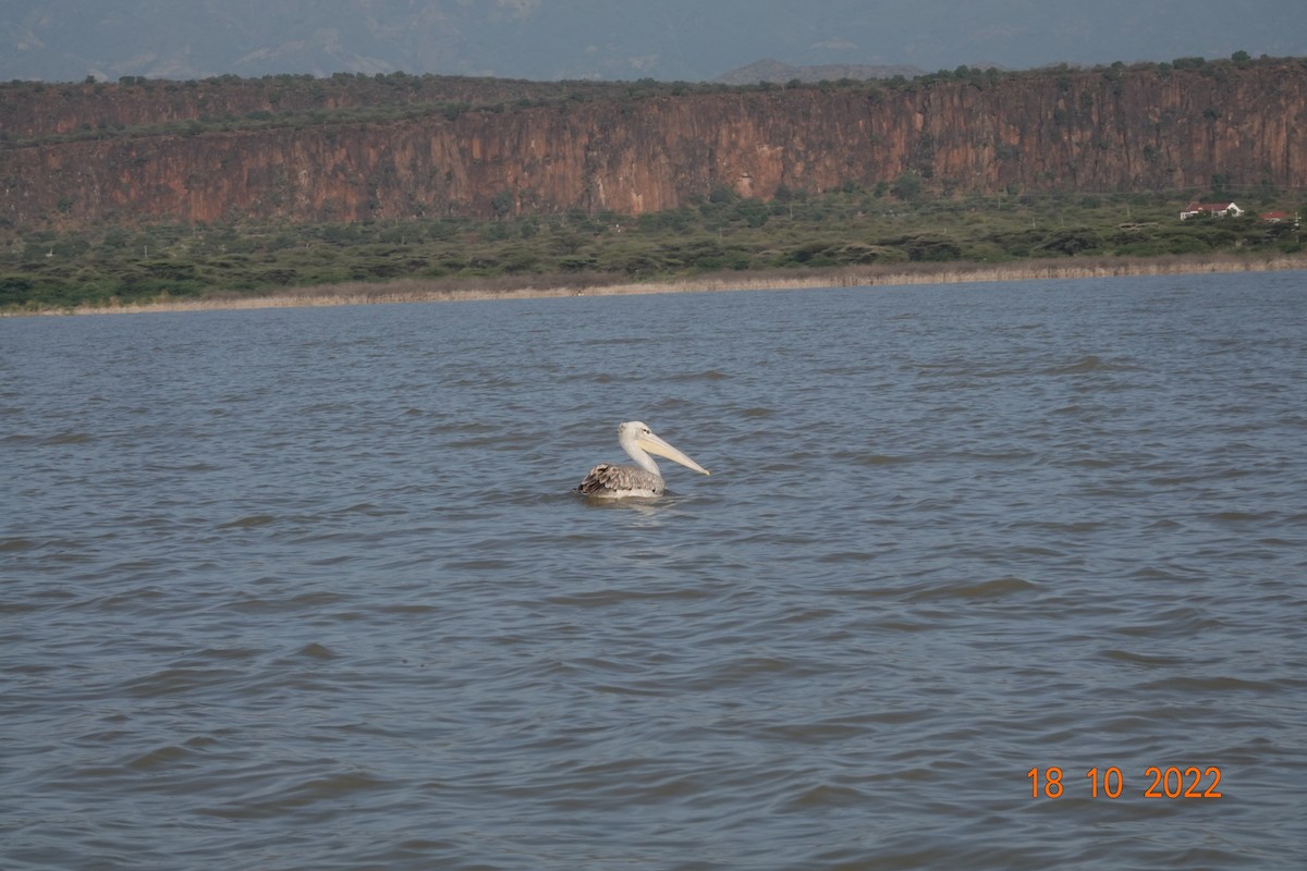 Pink-backed Pelican - ML620892225
