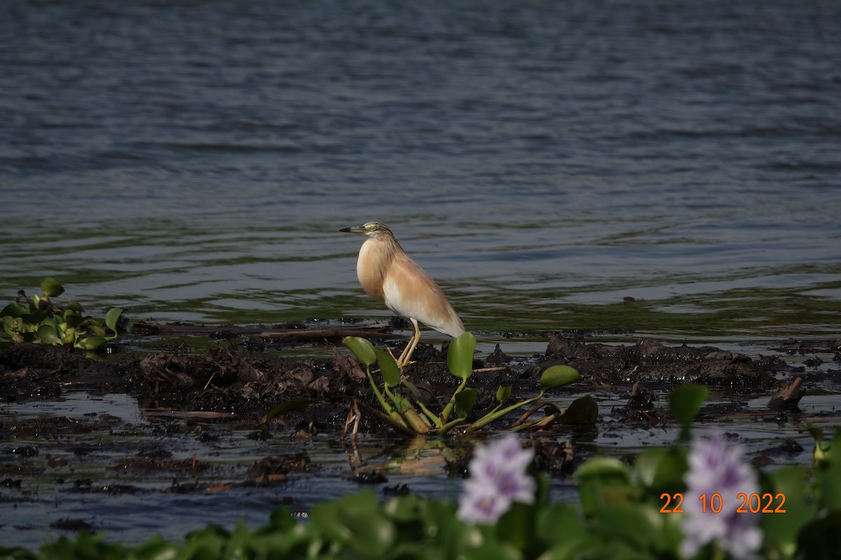 Squacco Heron - TONY STEWART