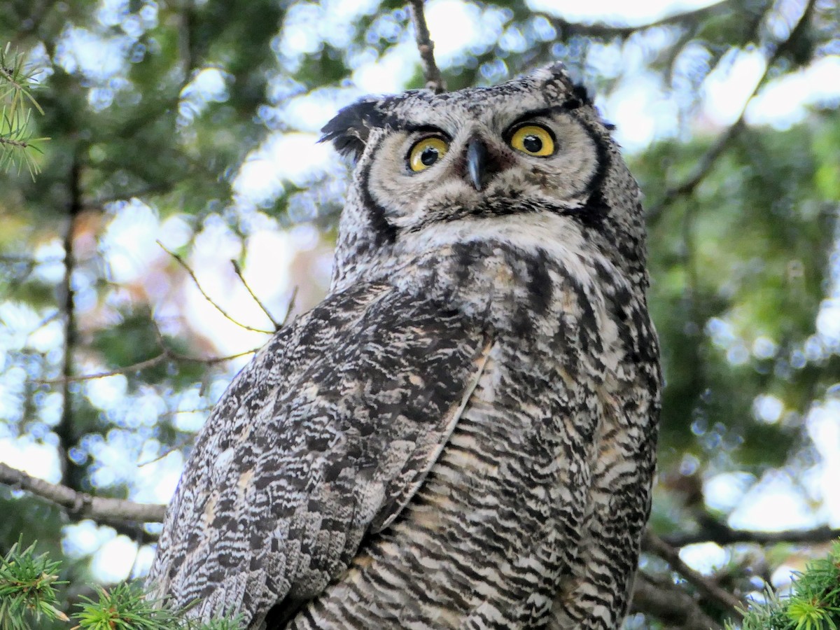 Great Horned Owl - Sheila Skay