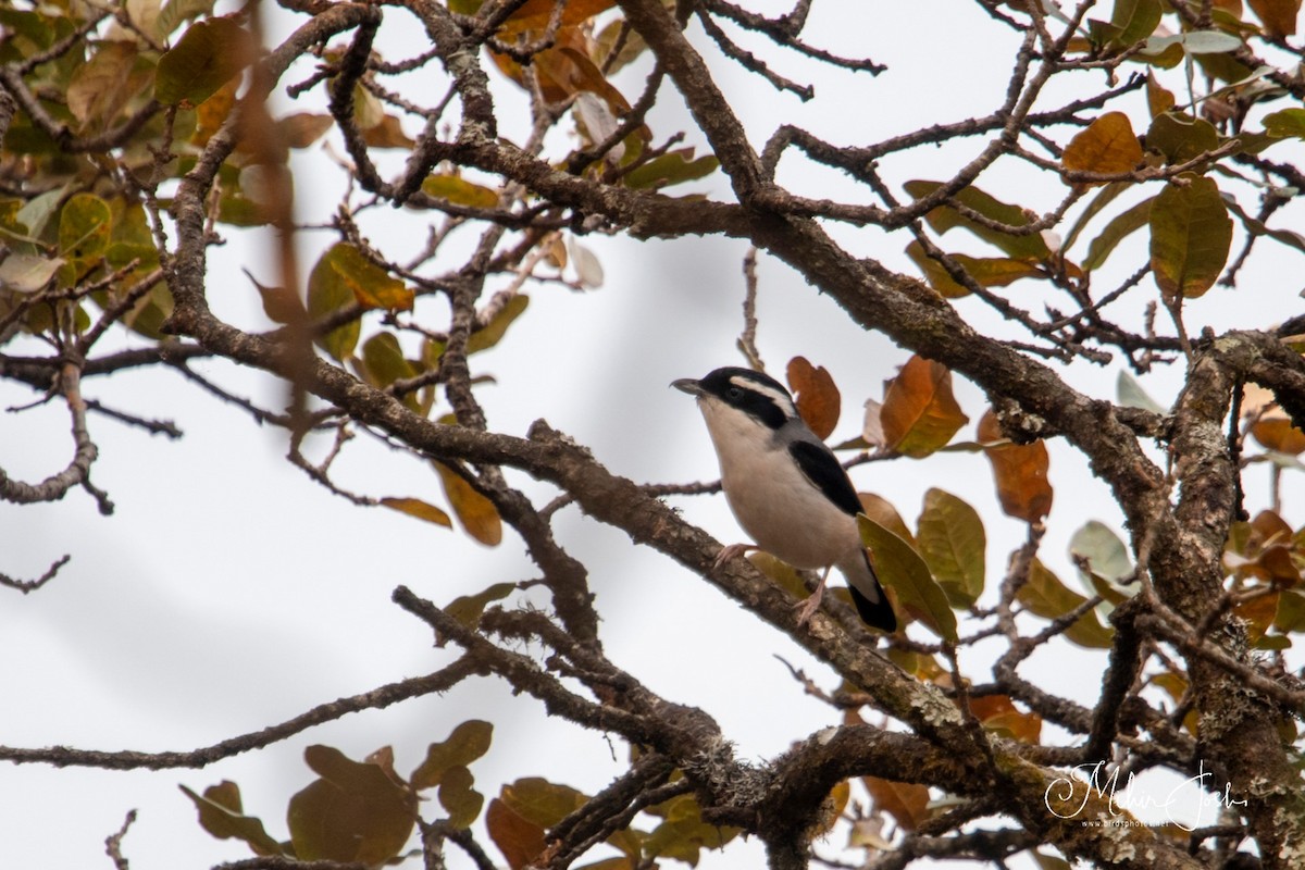 White-browed Shrike-Babbler - ML620892249