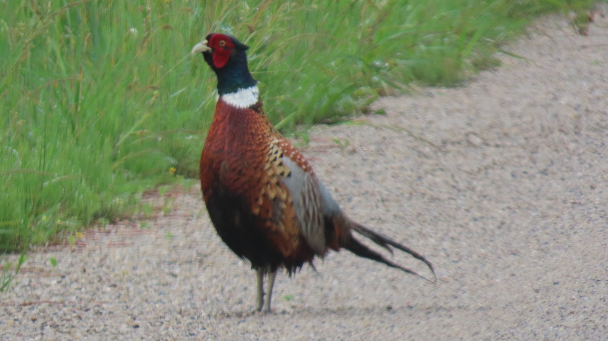 Ring-necked Pheasant - ML620892250