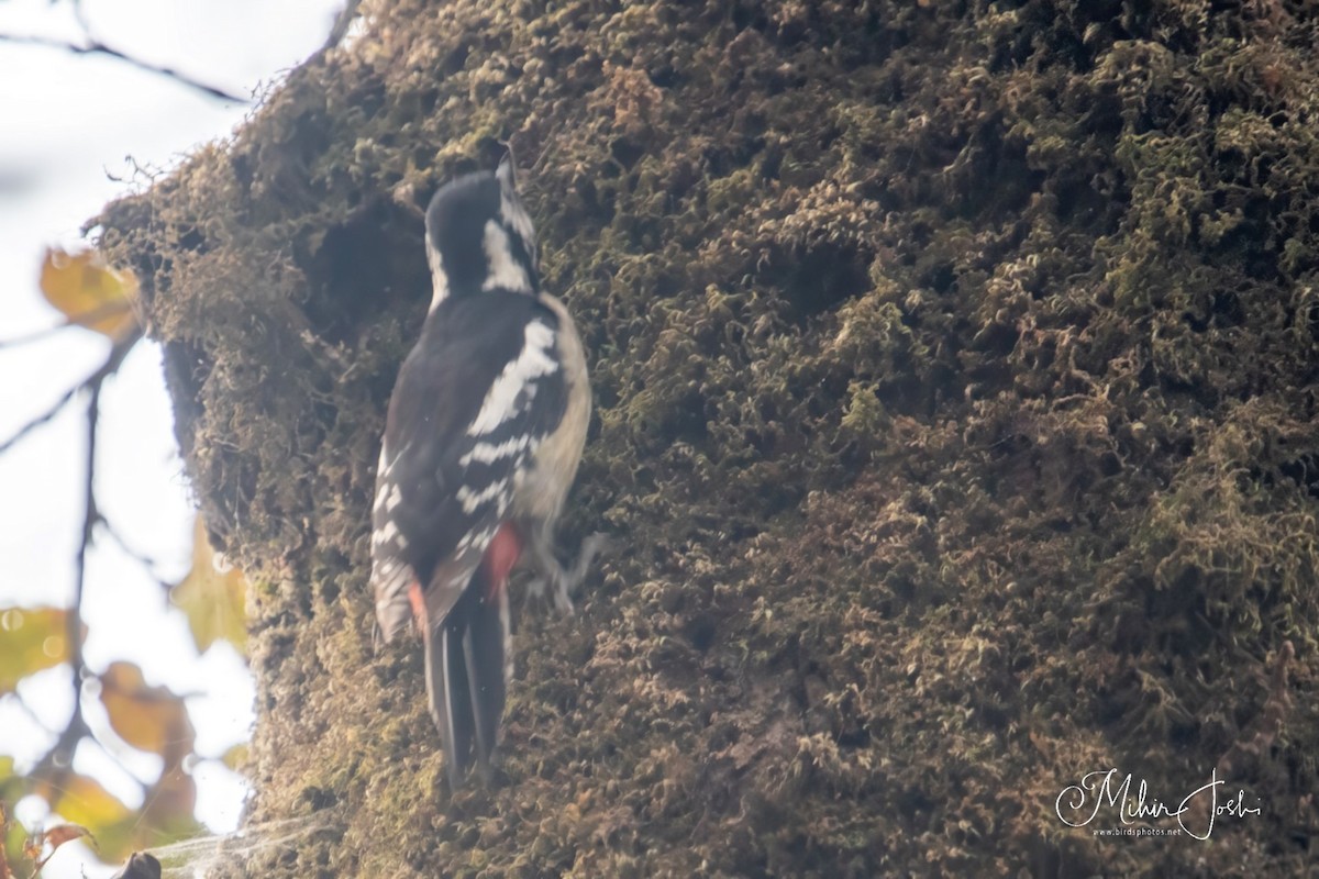 Himalayan Woodpecker - ML620892257