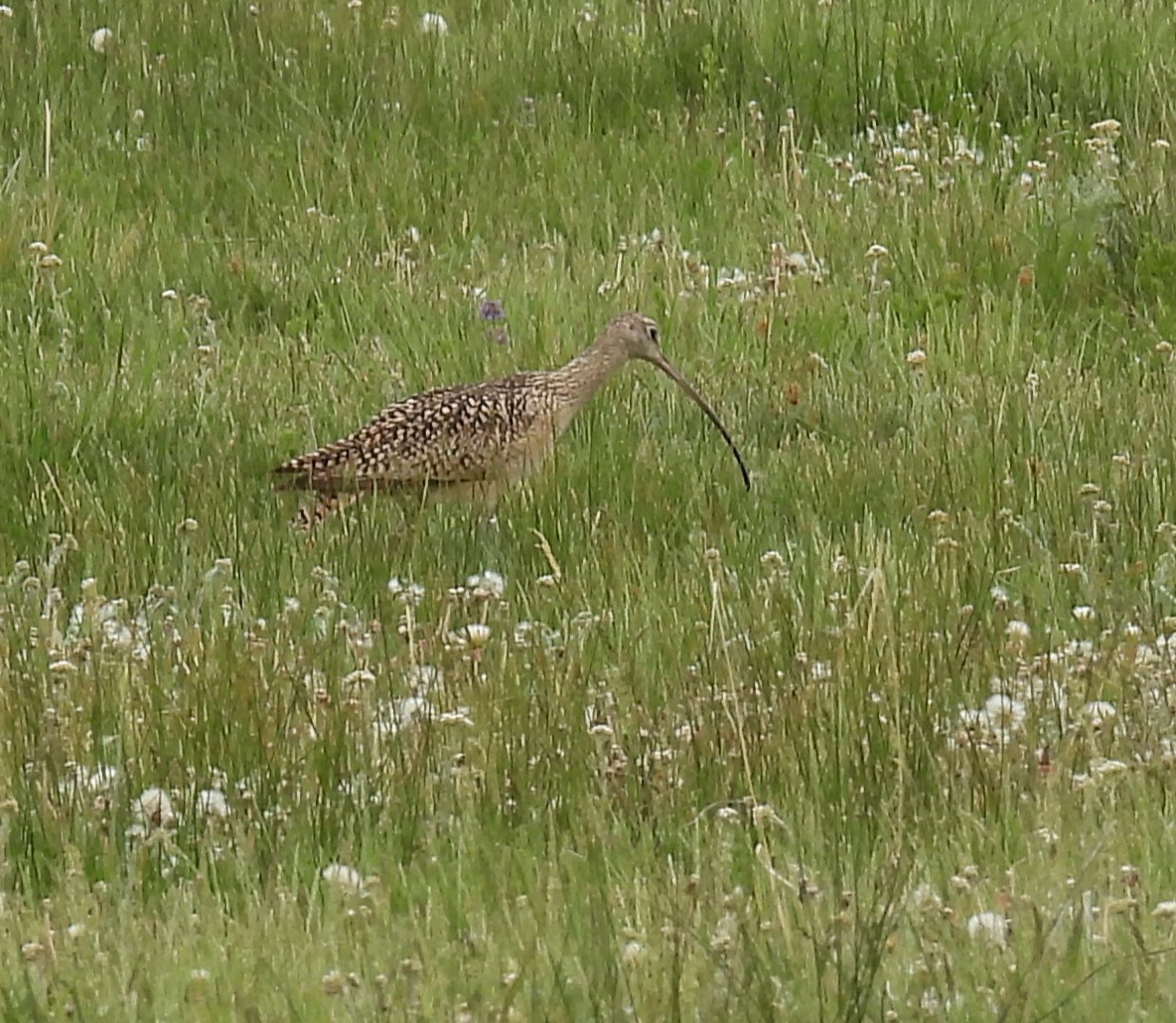 Long-billed Curlew - ML620892263