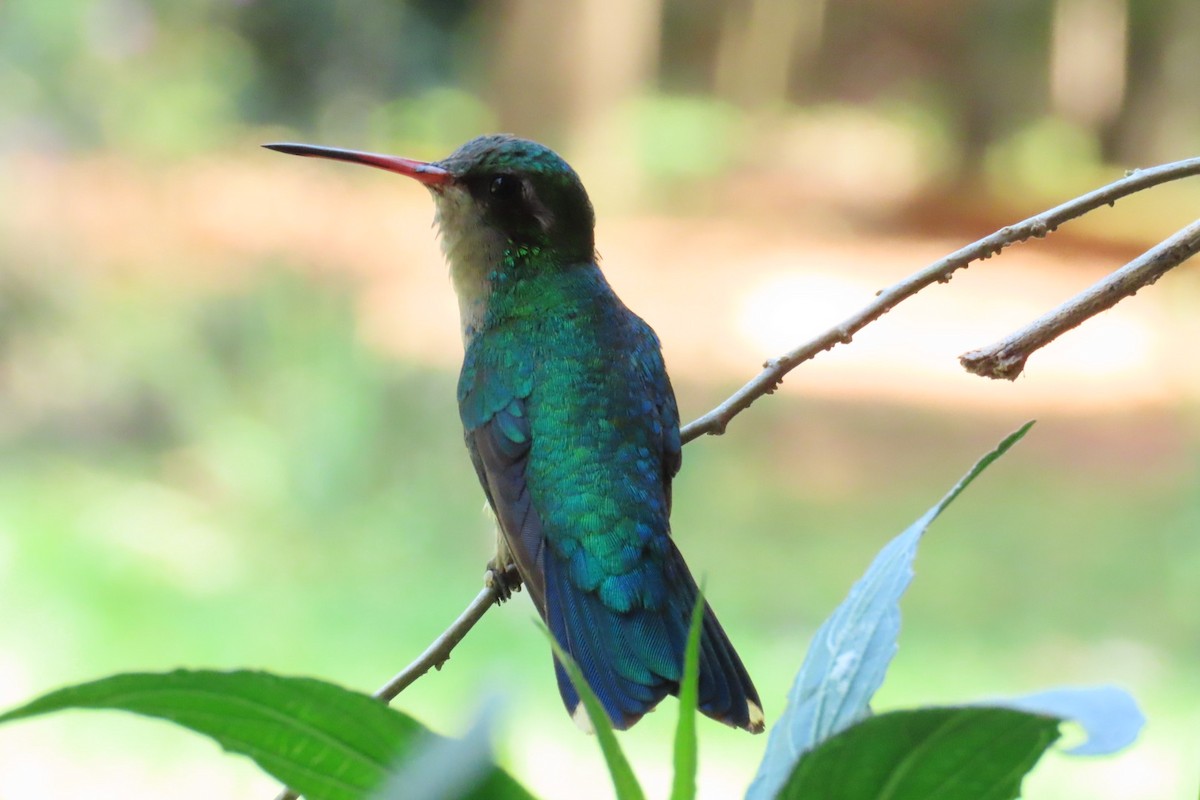 Glittering-bellied Emerald - ML620892304