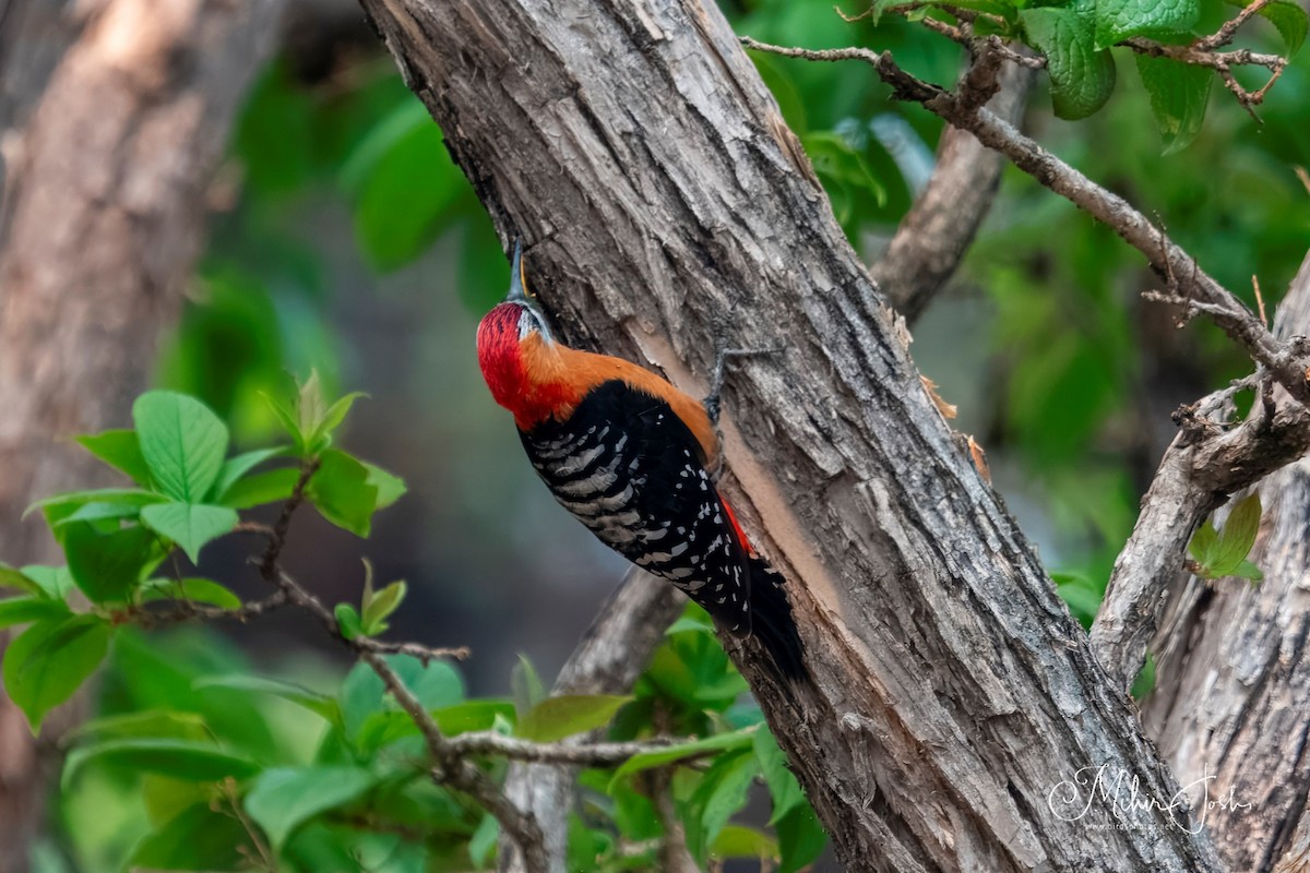 Rufous-bellied Woodpecker - ML620892312