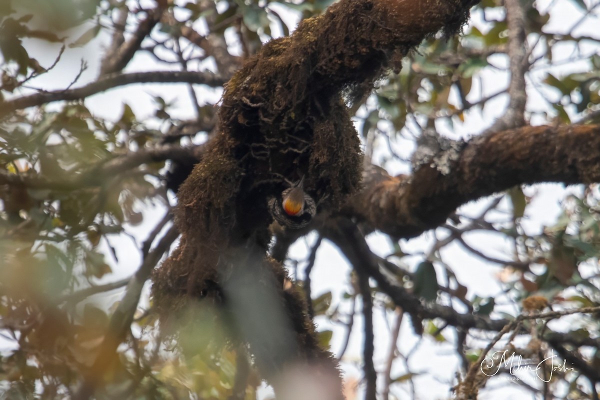 Brown-fronted Woodpecker - ML620892319