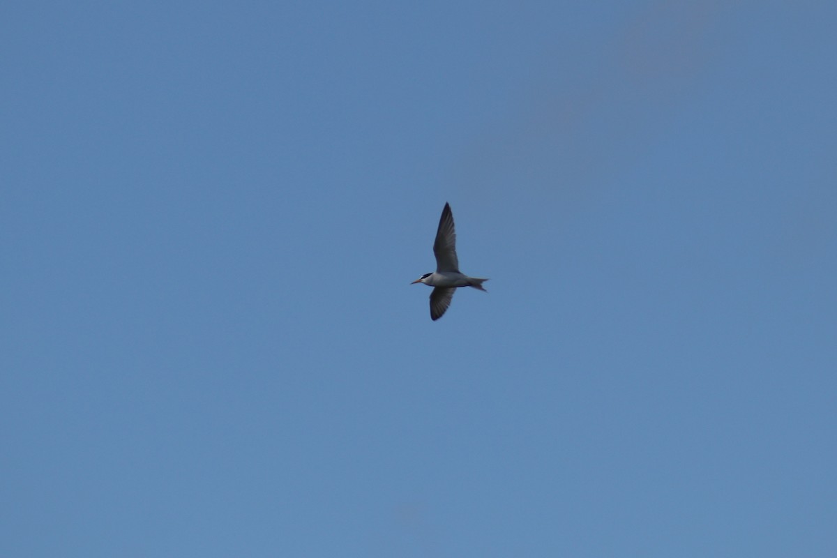 Least Tern - ML620892369