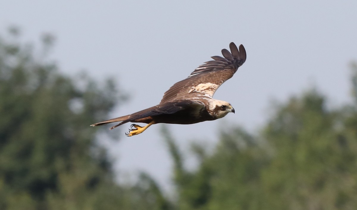 Western Marsh Harrier - ML620892382