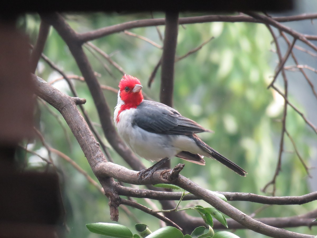Red-crested Cardinal - ML620892386
