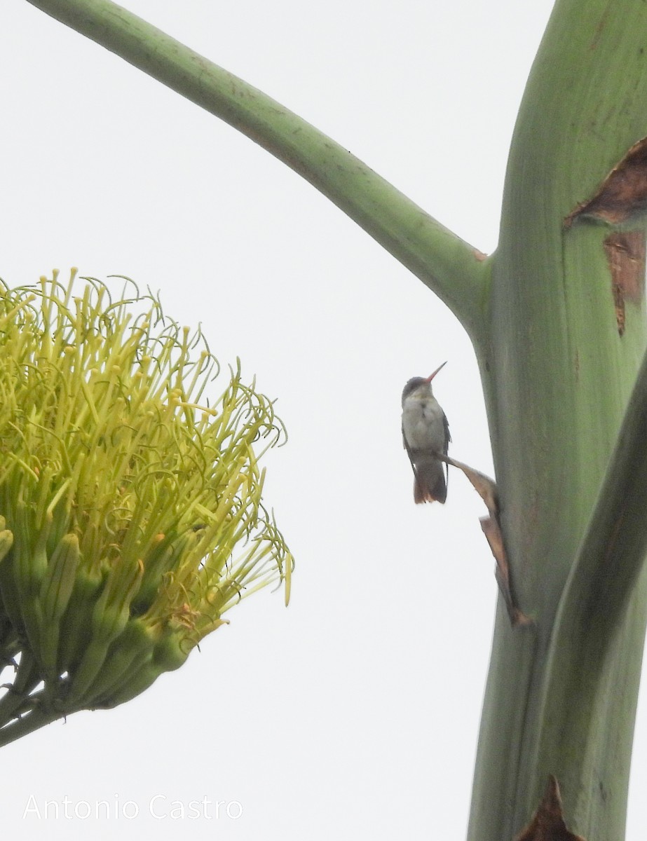 Violet-crowned Hummingbird - ML620892390