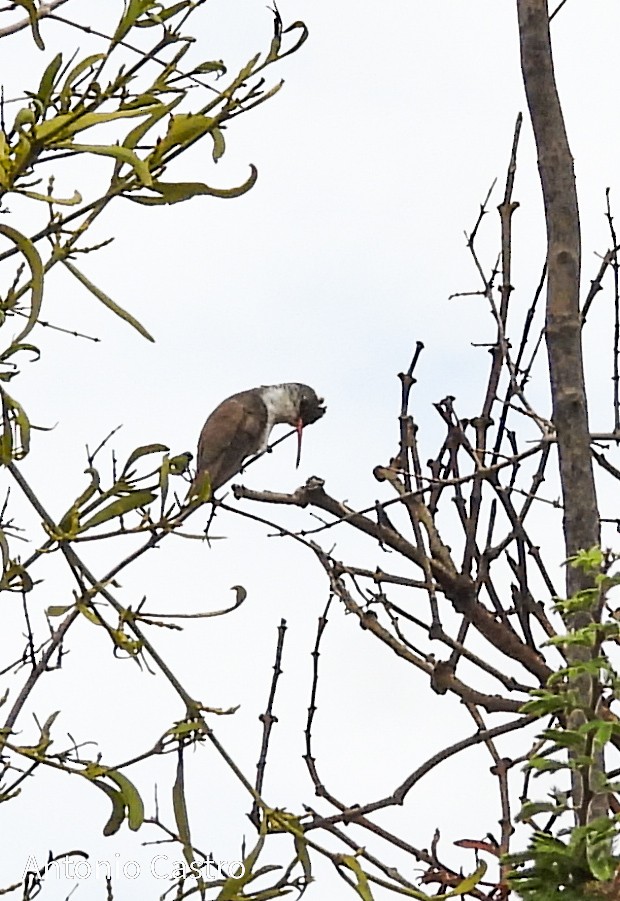 Violet-crowned Hummingbird - ML620892391