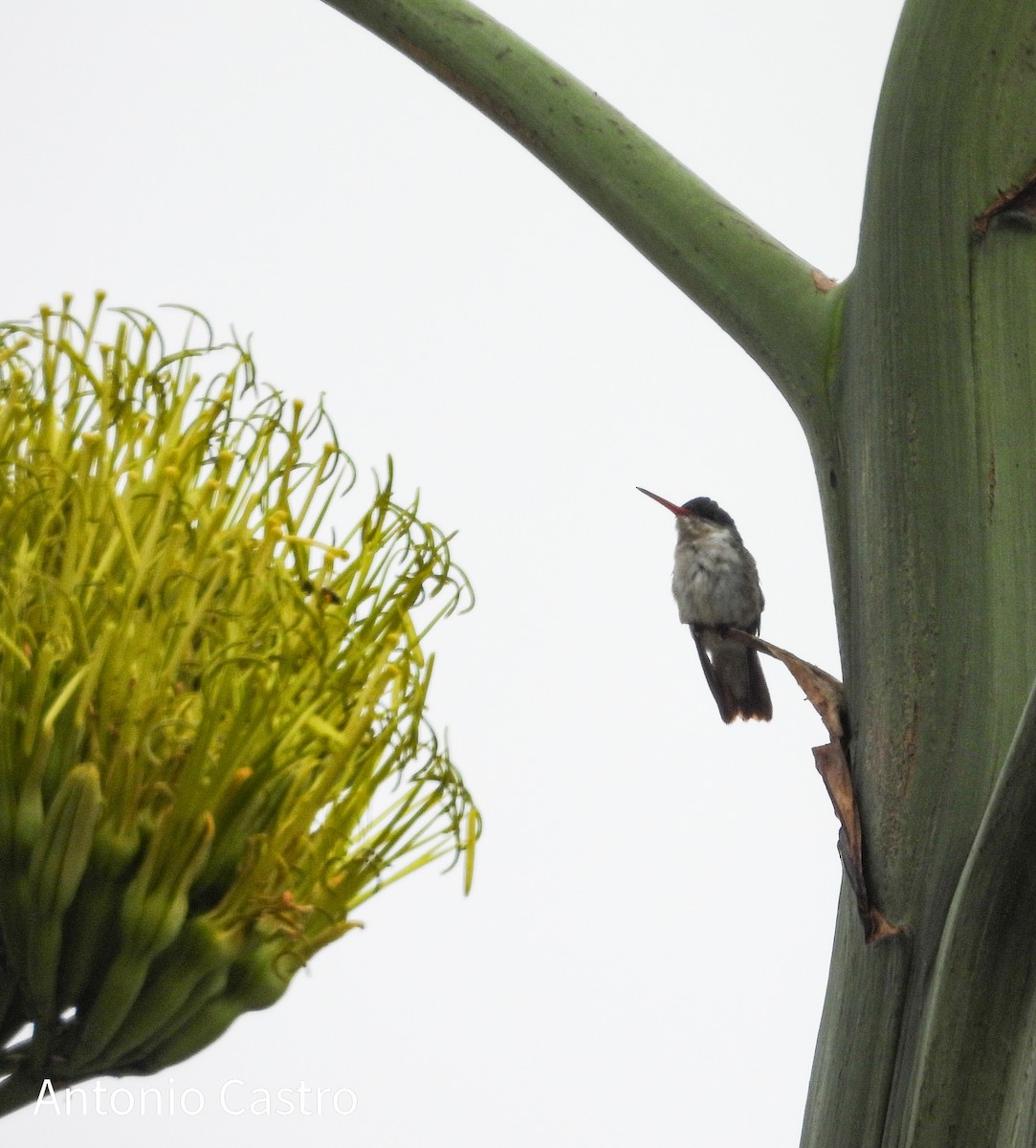 Violet-crowned Hummingbird - ML620892393