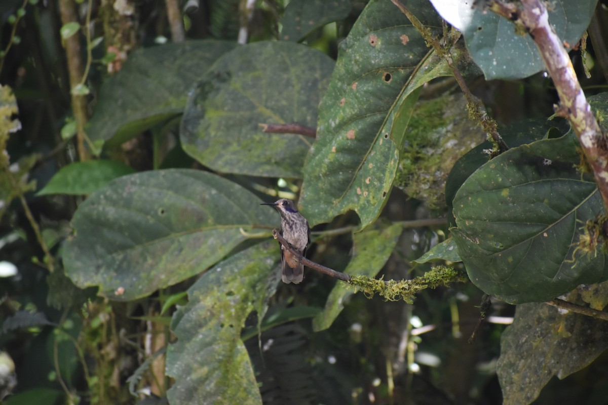 Brown Violetear - ML620892411