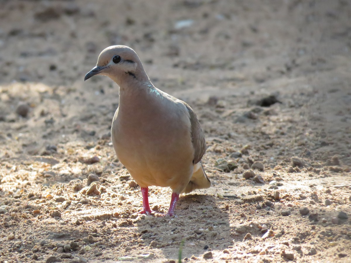 Eared Dove - ML620892417