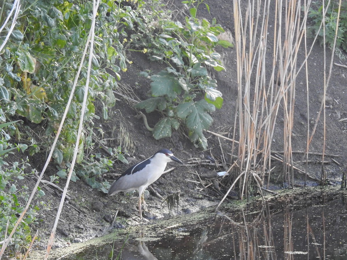 Black-crowned Night Heron - ML620892422