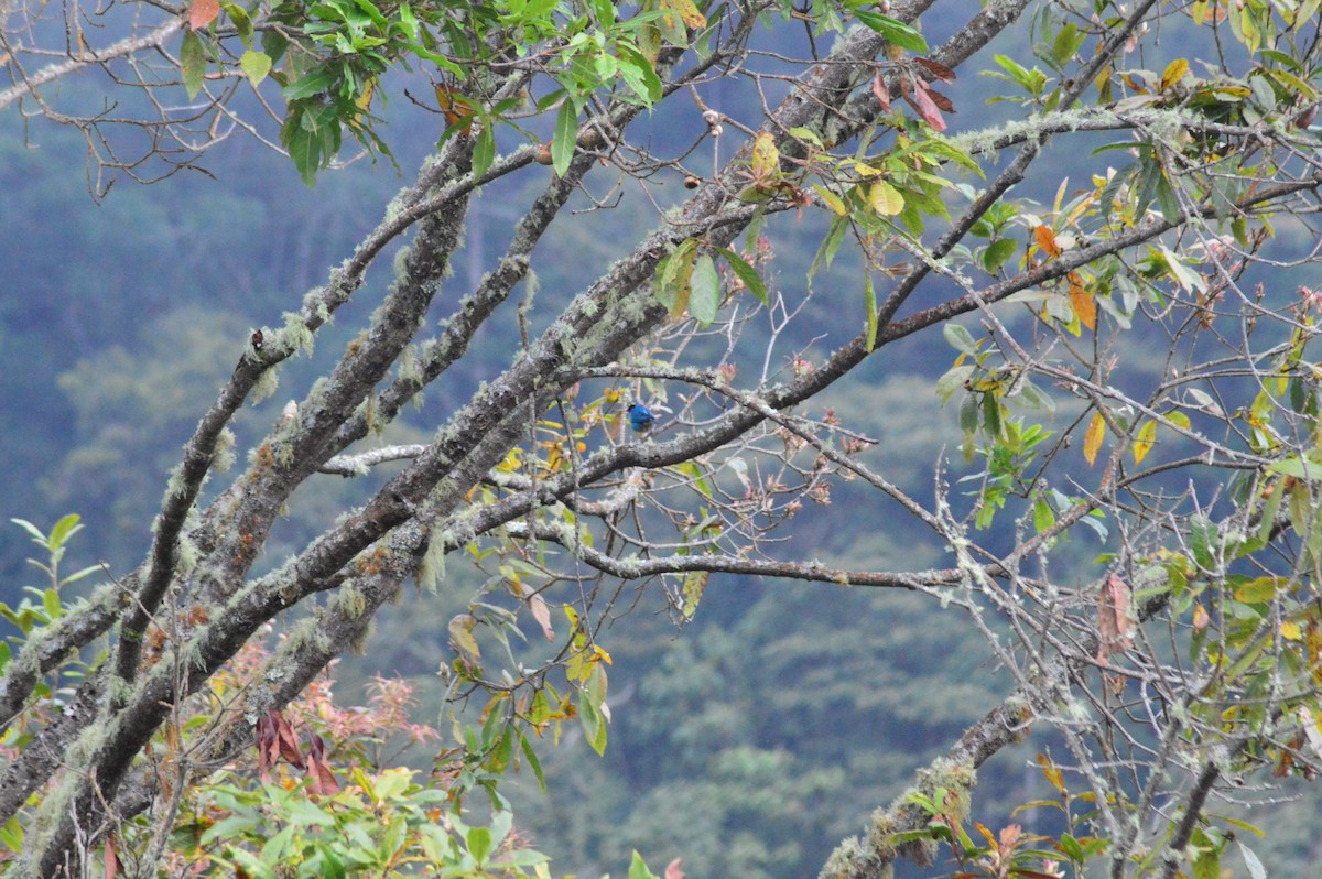 Golden-naped Tanager - ML620892423
