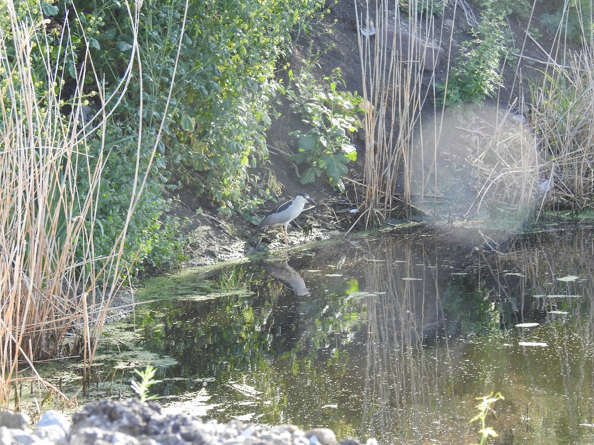 Black-crowned Night Heron - ML620892428