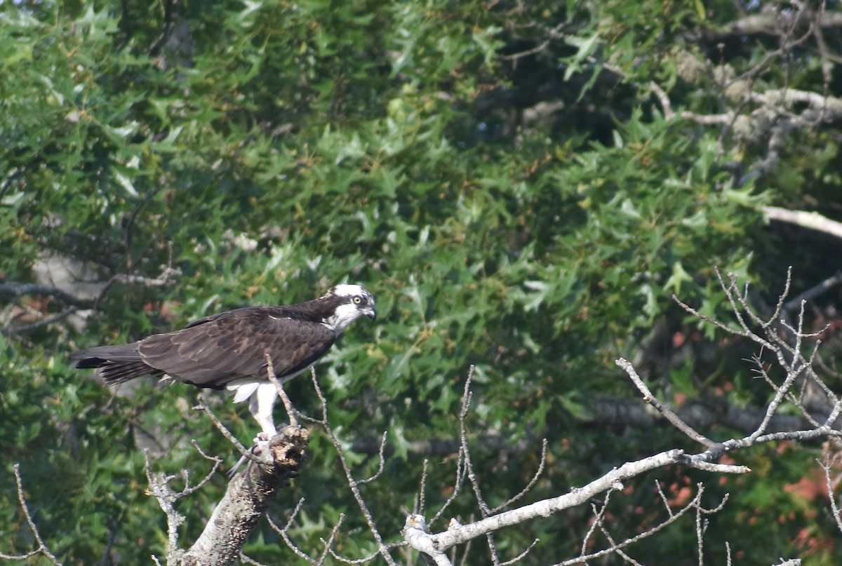 Osprey (carolinensis) - ML620892434