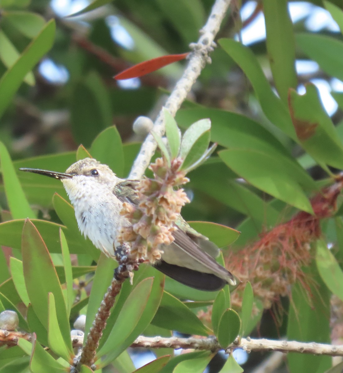 Black-chinned Hummingbird - ML620892441