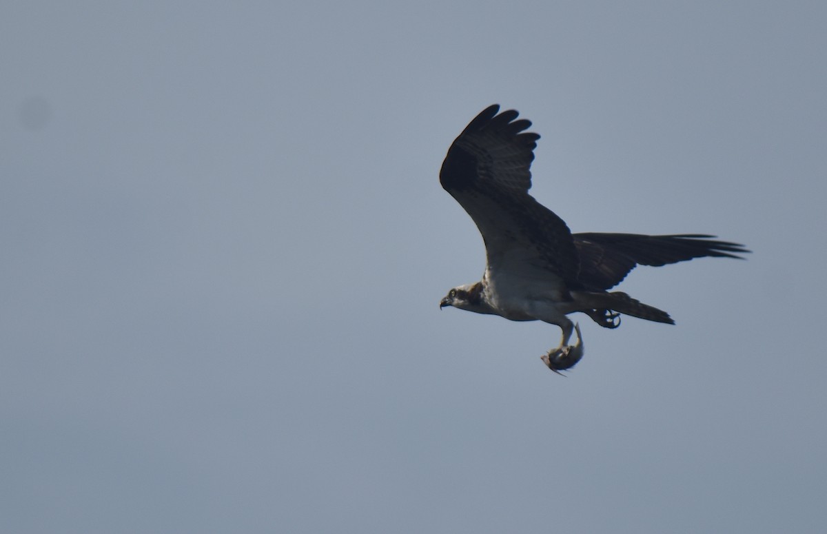 Osprey (carolinensis) - ML620892445