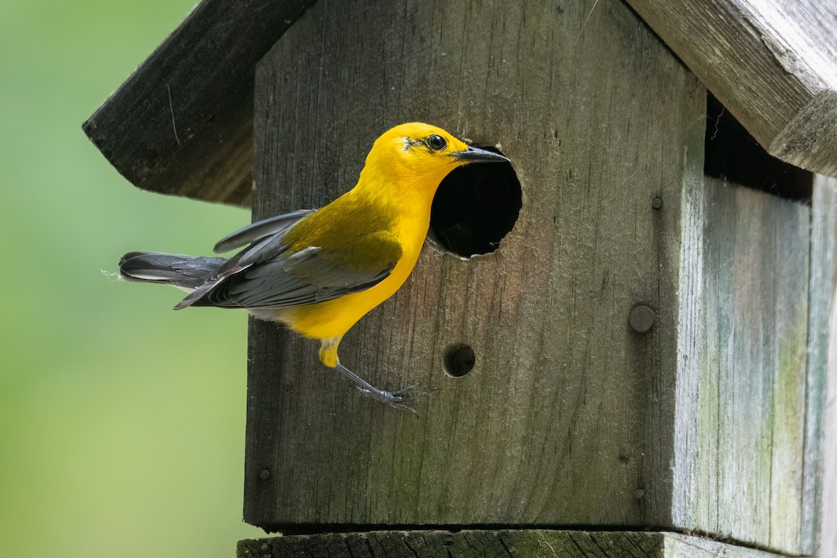 Prothonotary Warbler - ML620892448