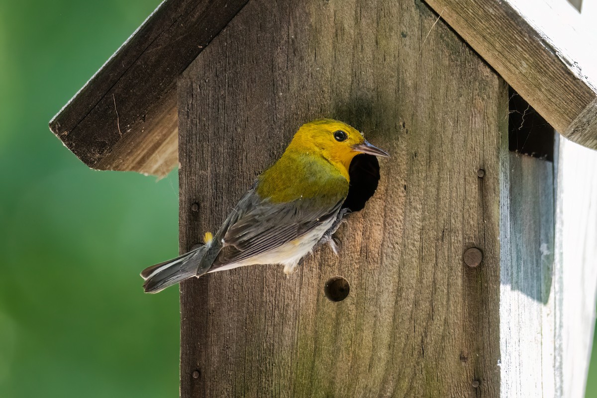 Prothonotary Warbler - ML620892452
