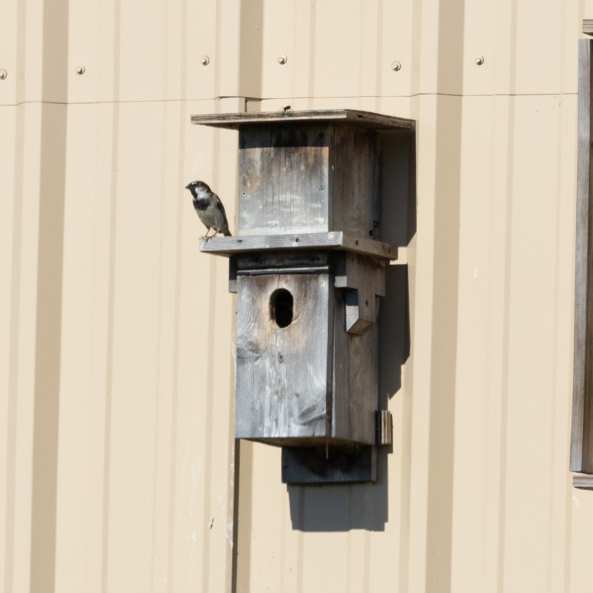 House Sparrow - ML620892457