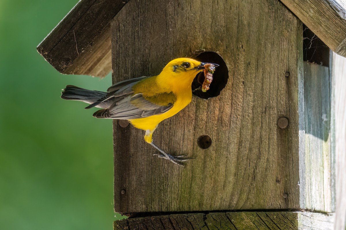 Prothonotary Warbler - ML620892460